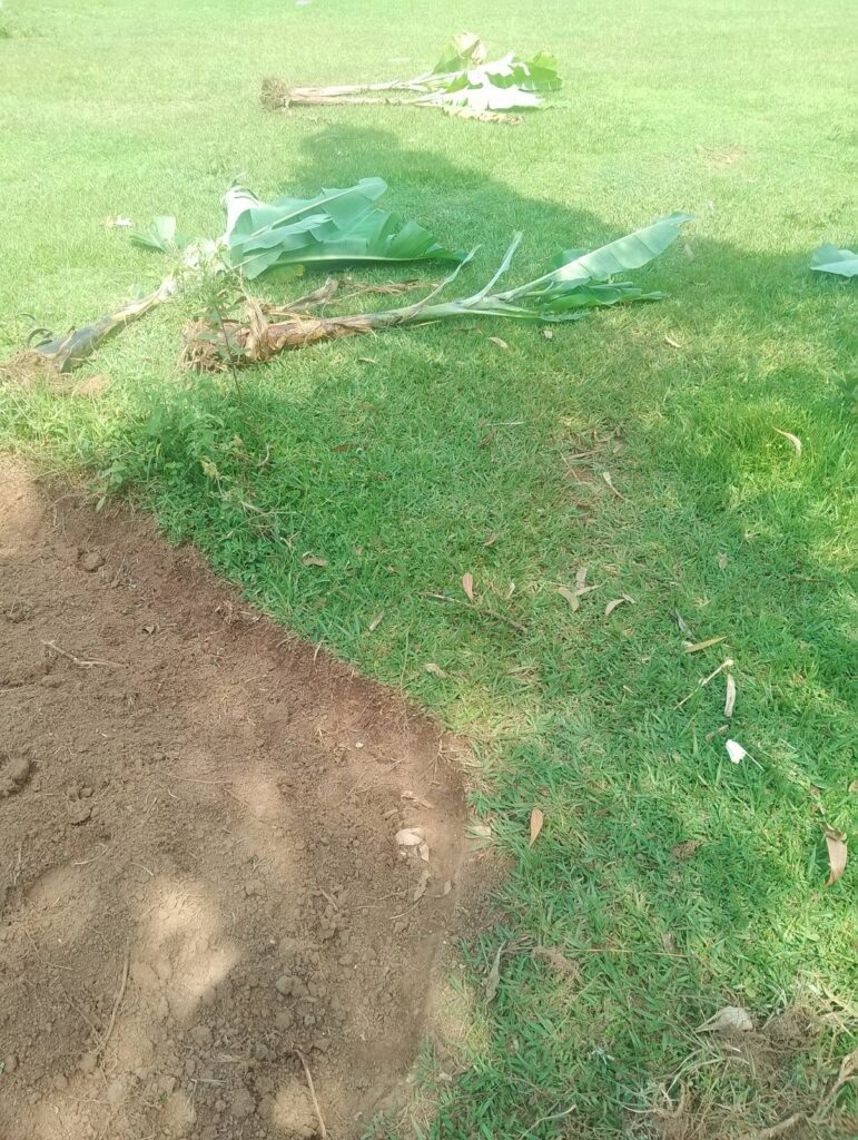 Jonge boom moet geplant worden.